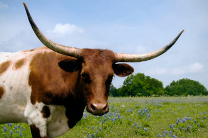 Longhorn in a field of Bluebonnets